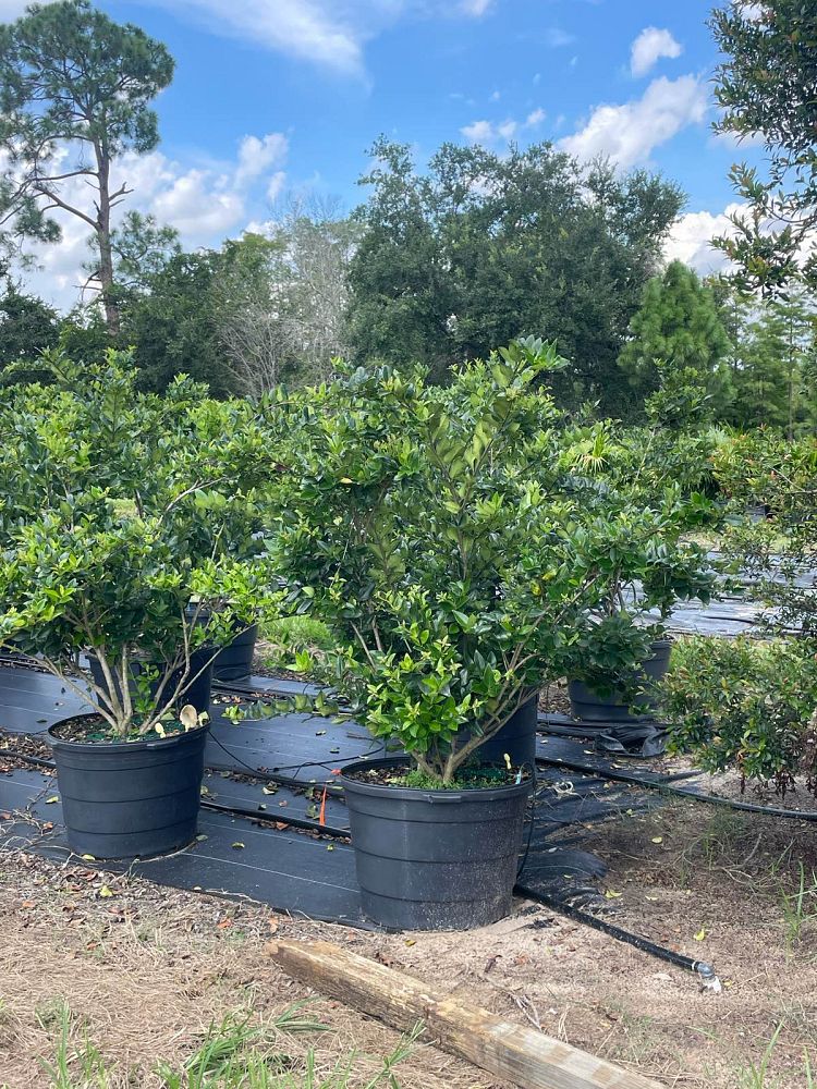 ligustrum-privet