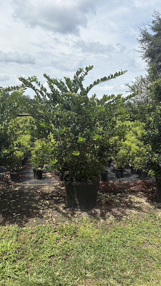 ligustrum-privet