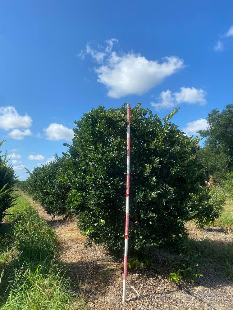 ligustrum-privet
