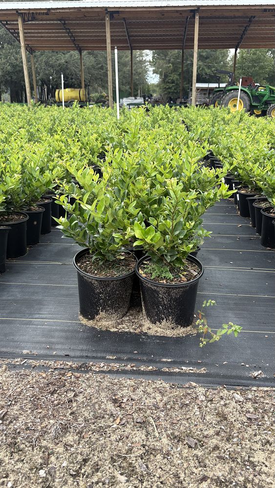 ligustrum-privet