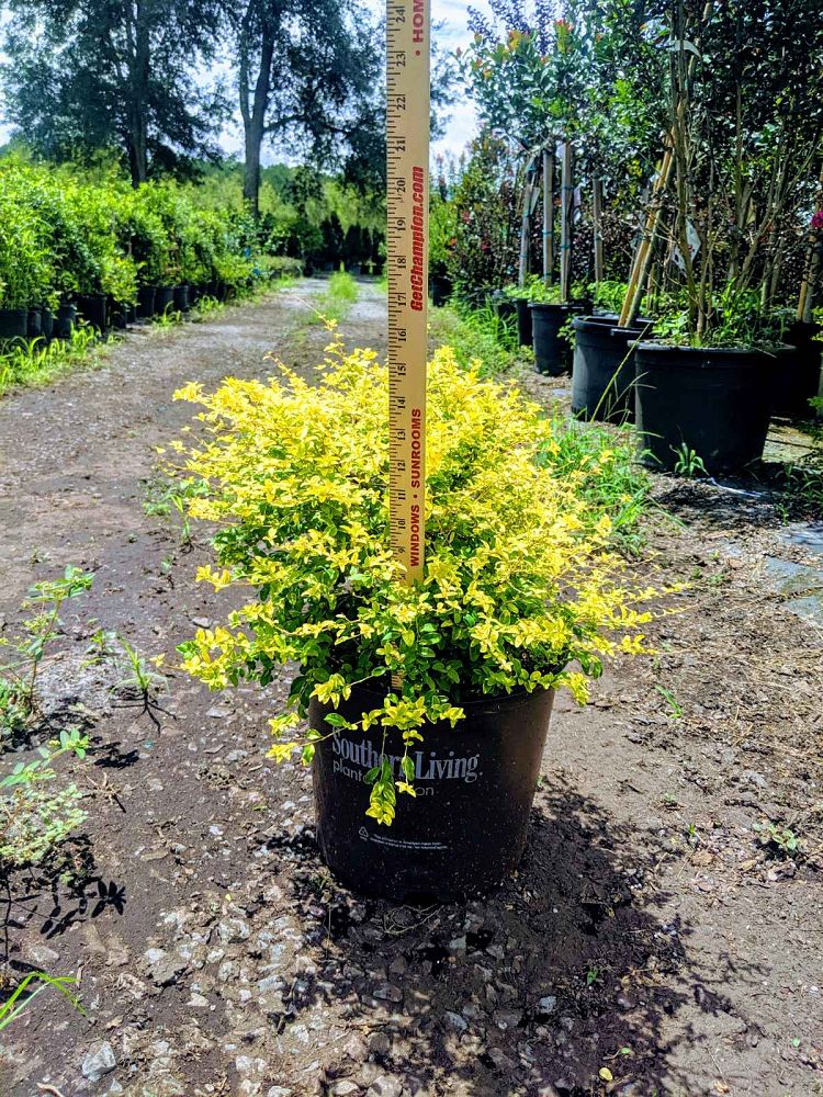 ligustrum-sinense-sunshine-sunshine-ligustrum