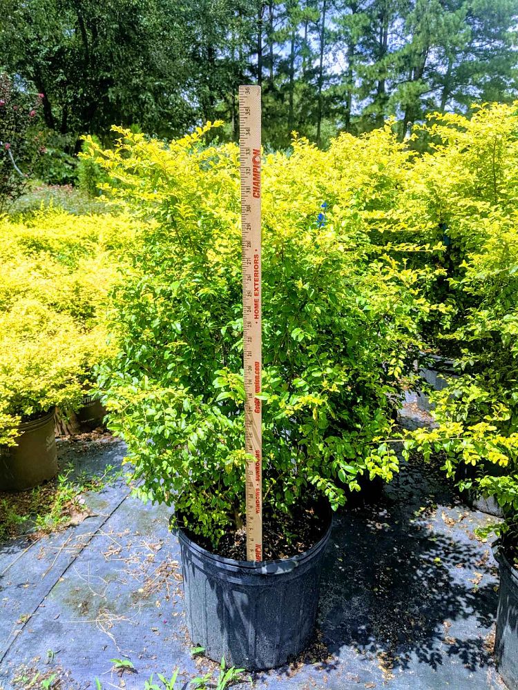 ligustrum-sinense-sunshine-sunshine-ligustrum