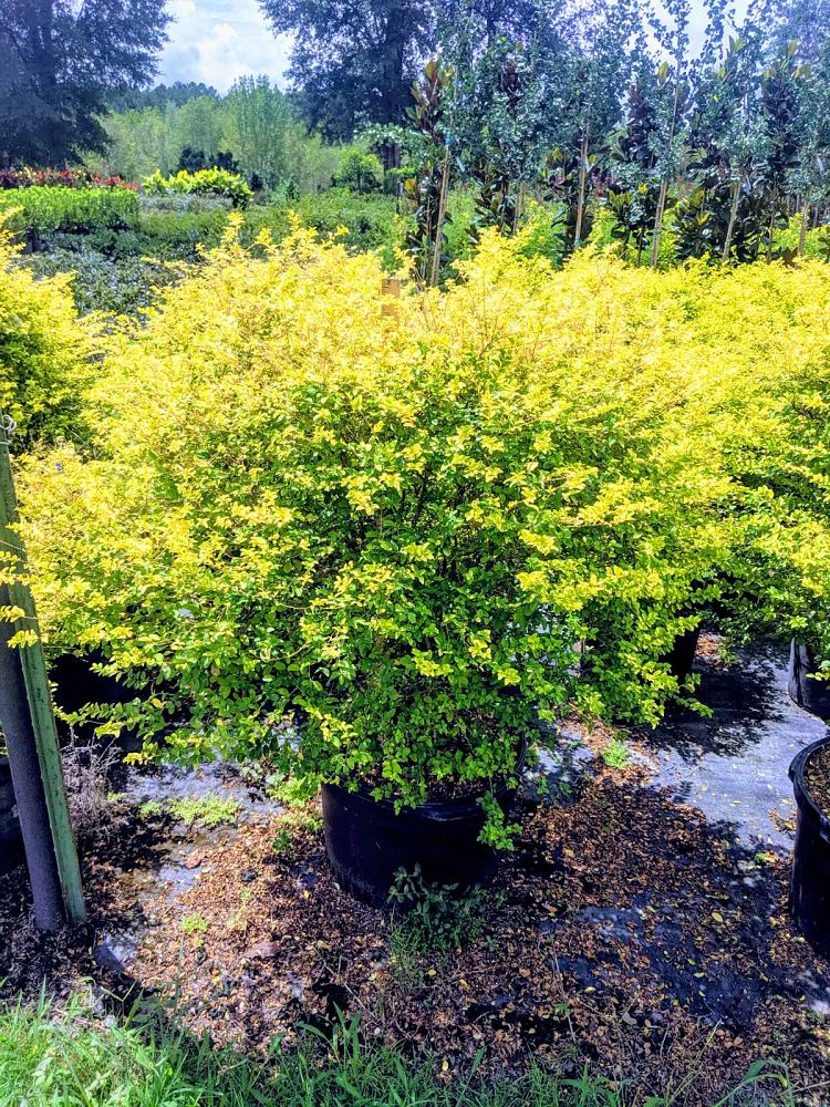 ligustrum-sinense-sunshine-sunshine-ligustrum