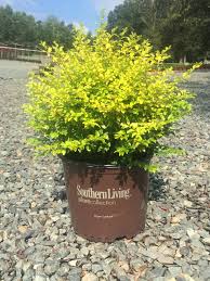 ligustrum-sinense-sunshine-sunshine-ligustrum