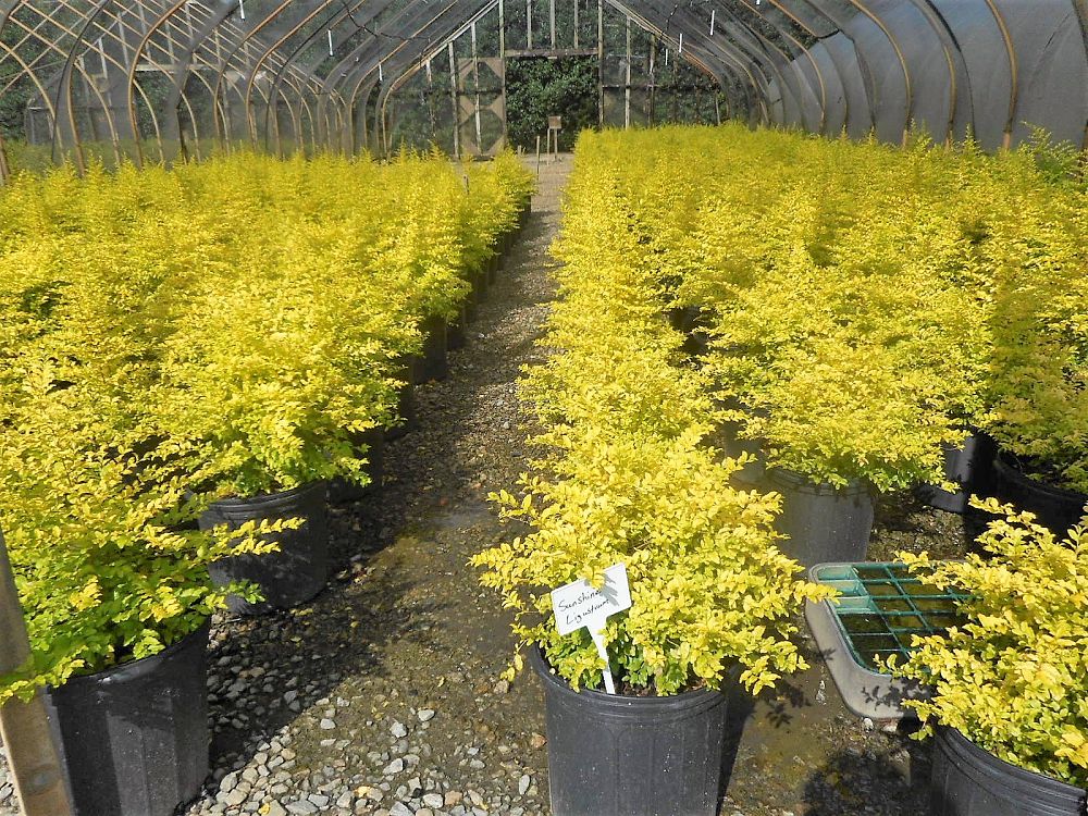 ligustrum-sinense-sunshine-sunshine-ligustrum