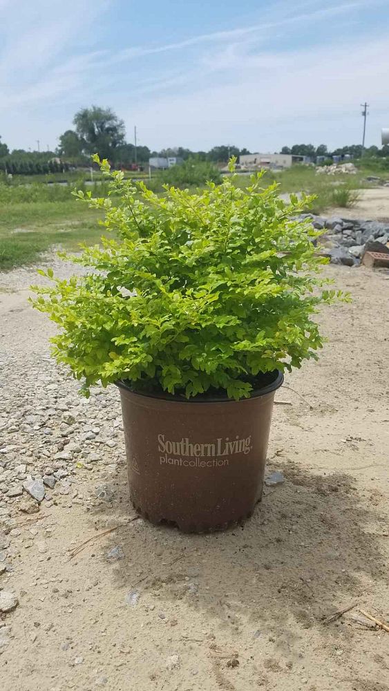 ligustrum-sinense-sunshine-sunshine-ligustrum