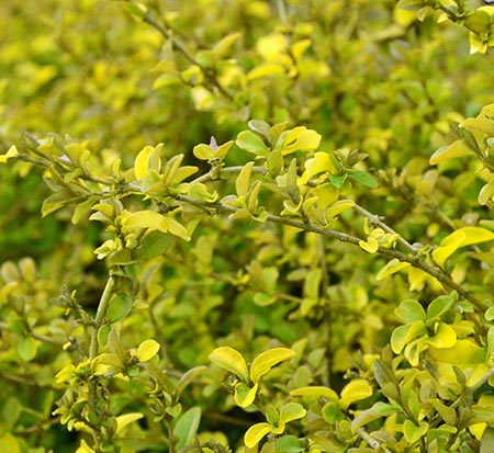 ligustrum-sinense-sunshine-sunshine-ligustrum