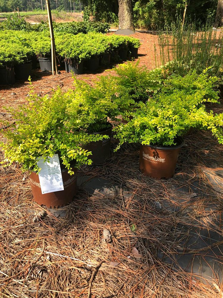 ligustrum-sinense-sunshine-sunshine-ligustrum