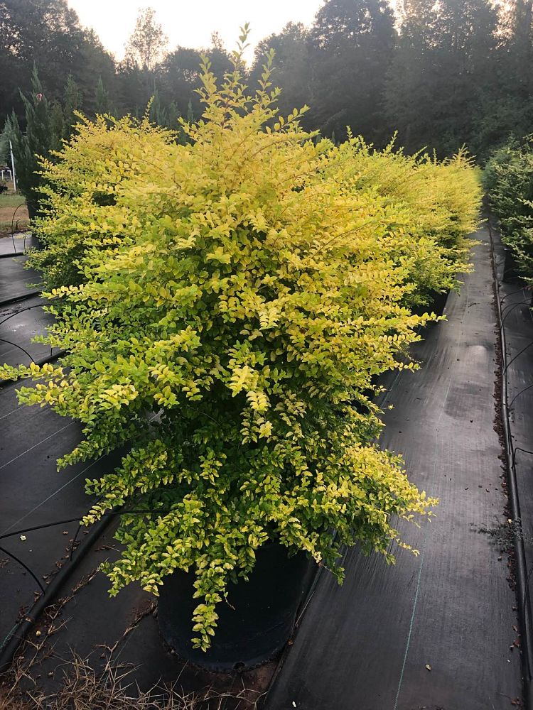 ligustrum-sinense-sunshine-sunshine-ligustrum