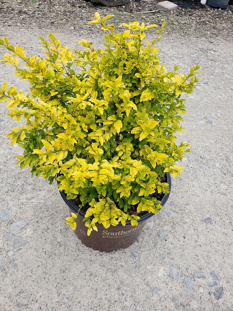 ligustrum-sinense-sunshine-sunshine-ligustrum