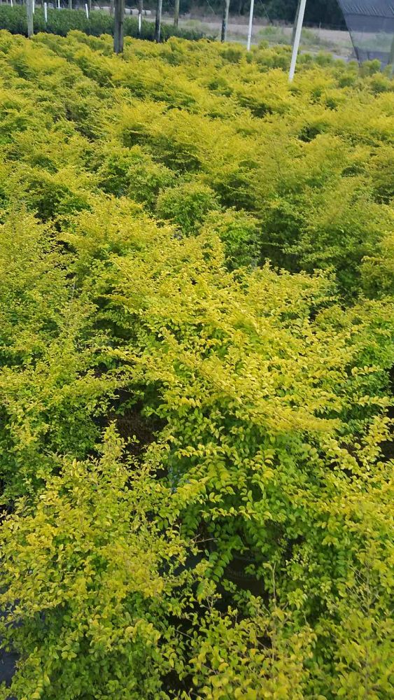 ligustrum-sinense-sunshine-sunshine-ligustrum
