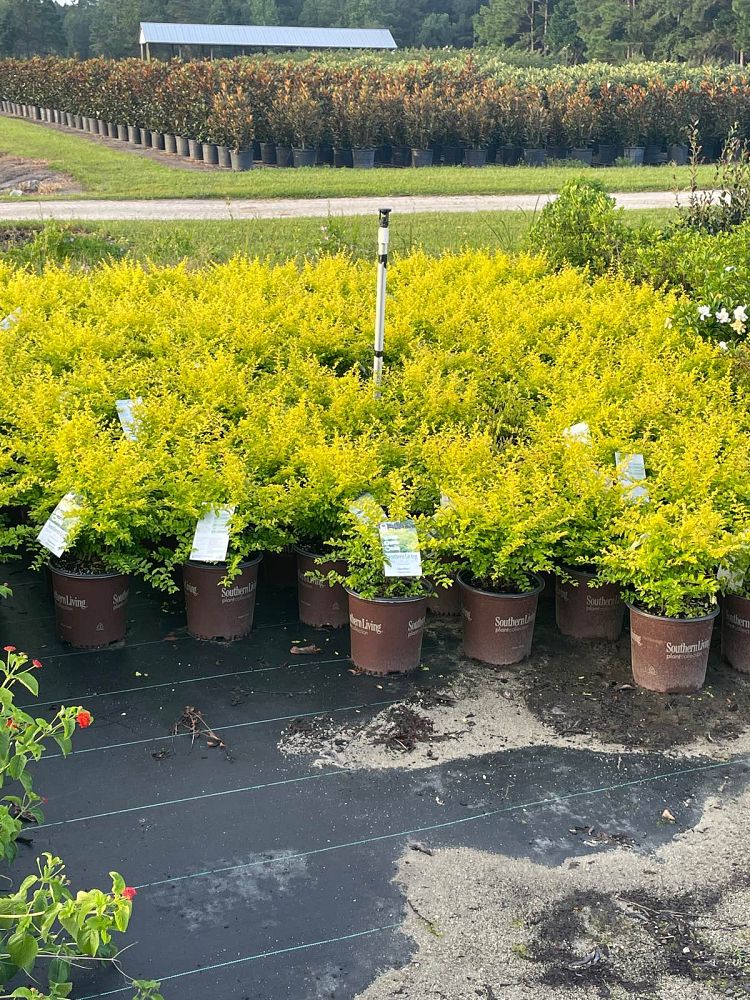ligustrum-sinense-sunshine-sunshine-ligustrum