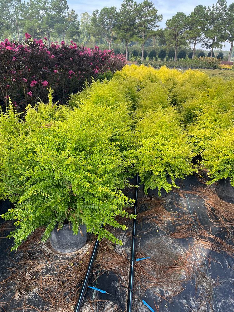 ligustrum-sinense-sunshine-sunshine-ligustrum