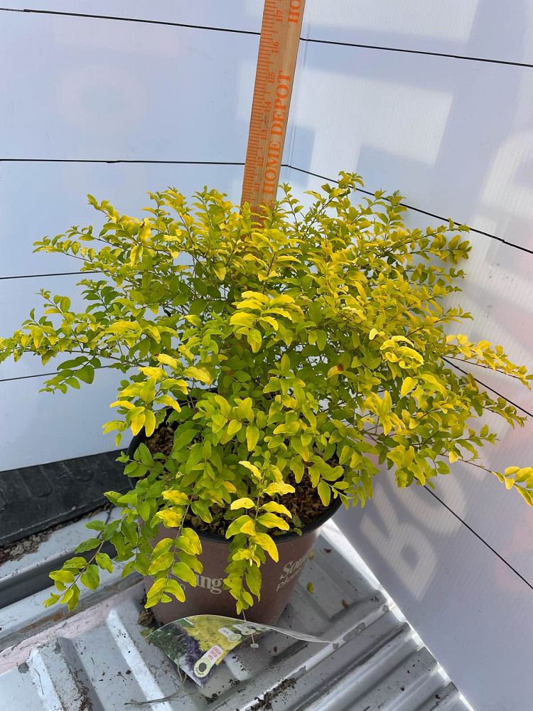 ligustrum-sinense-sunshine-sunshine-ligustrum
