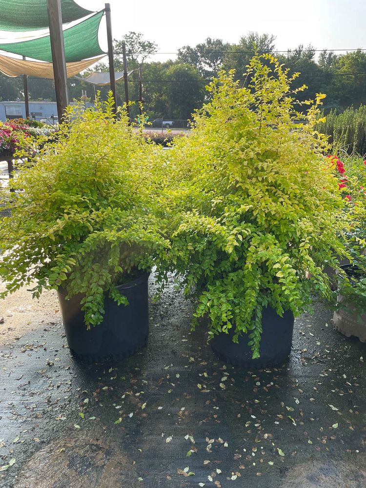 ligustrum-sinense-sunshine-sunshine-ligustrum