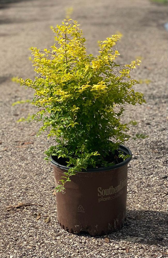 ligustrum-sinense-sunshine-sunshine-ligustrum