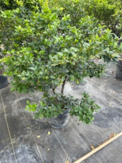 ligustrum-sinense-sunshine-sunshine-ligustrum