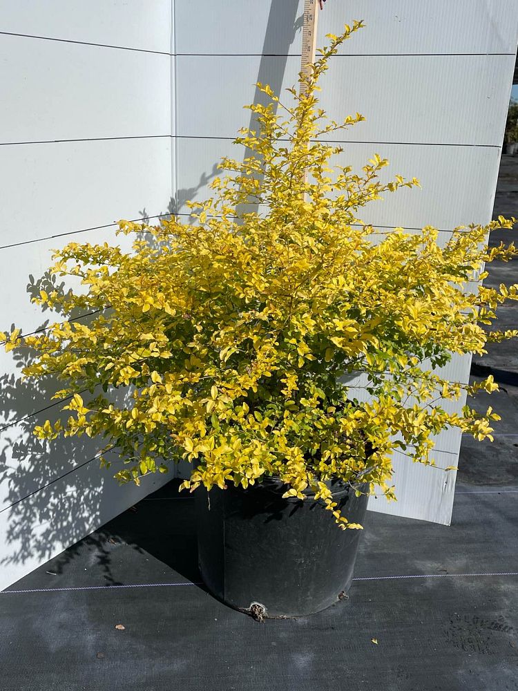 ligustrum-sinense-sunshine-sunshine-ligustrum