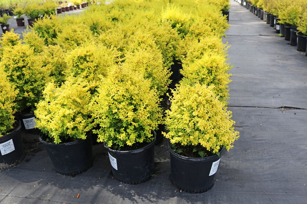 ligustrum-sinense-sunshine-sunshine-ligustrum