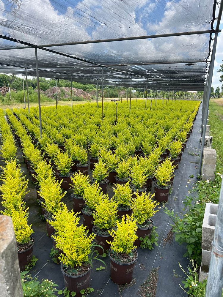 ligustrum-sinense-sunshine-sunshine-ligustrum