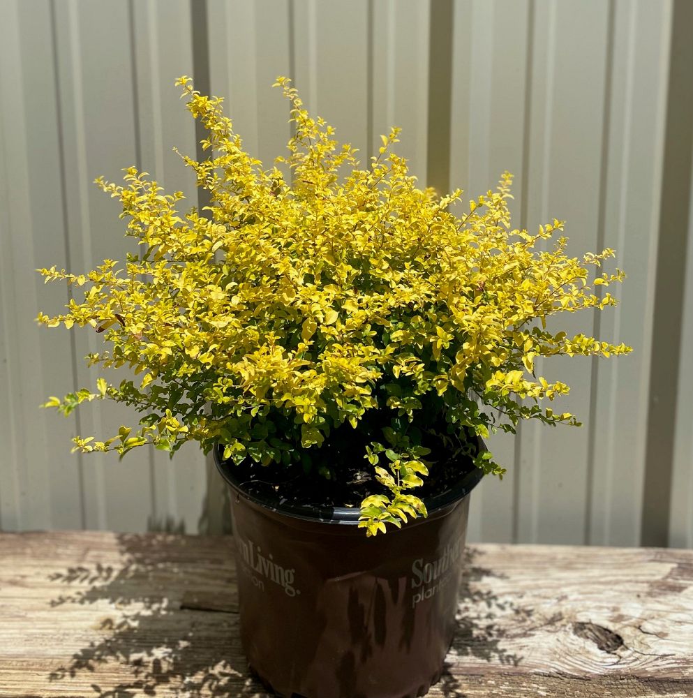 ligustrum-sinense-sunshine-sunshine-ligustrum