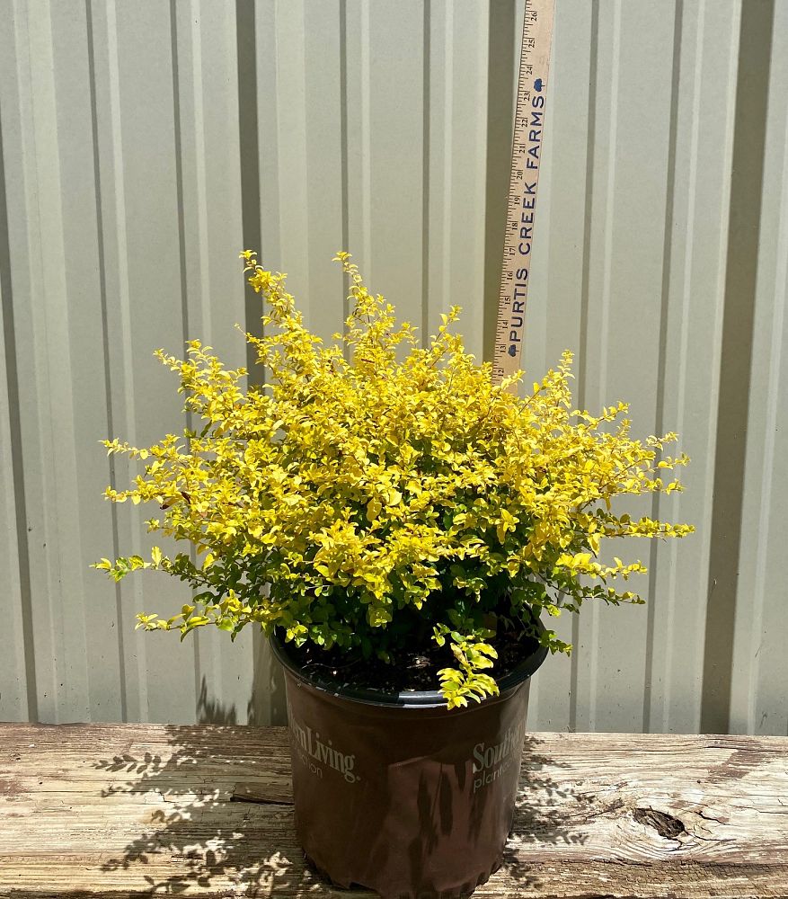 ligustrum-sinense-sunshine-sunshine-ligustrum