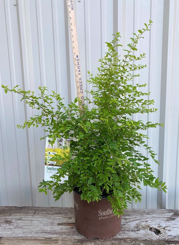 ligustrum-sinense-sunshine-sunshine-ligustrum
