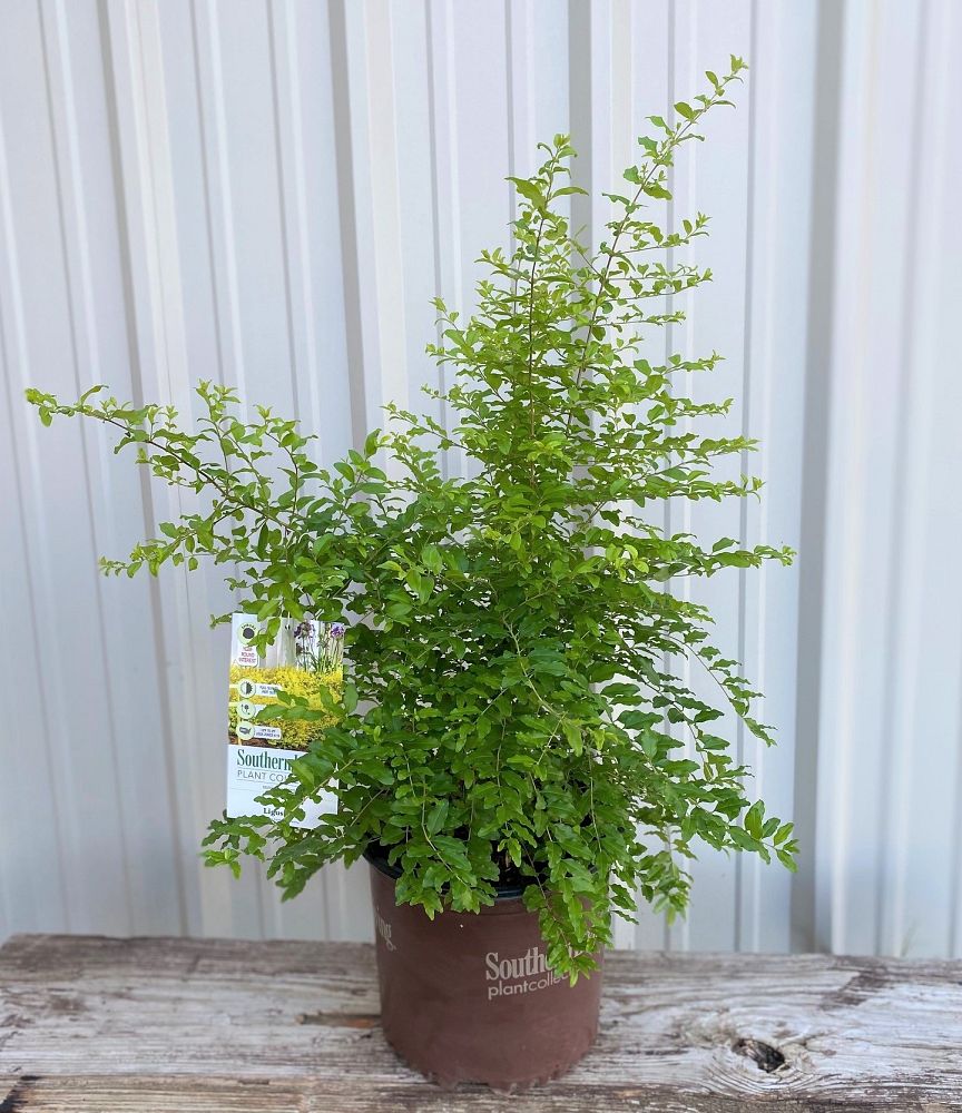 ligustrum-sinense-sunshine-sunshine-ligustrum