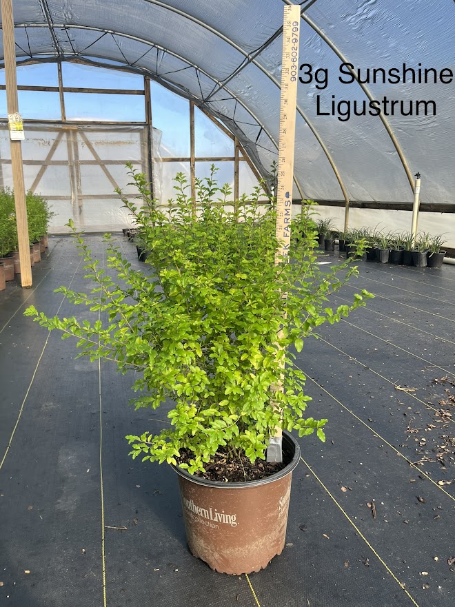 ligustrum-sinense-sunshine-sunshine-ligustrum