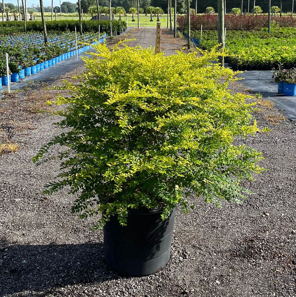 ligustrum-sinense-sunshine-sunshine-ligustrum