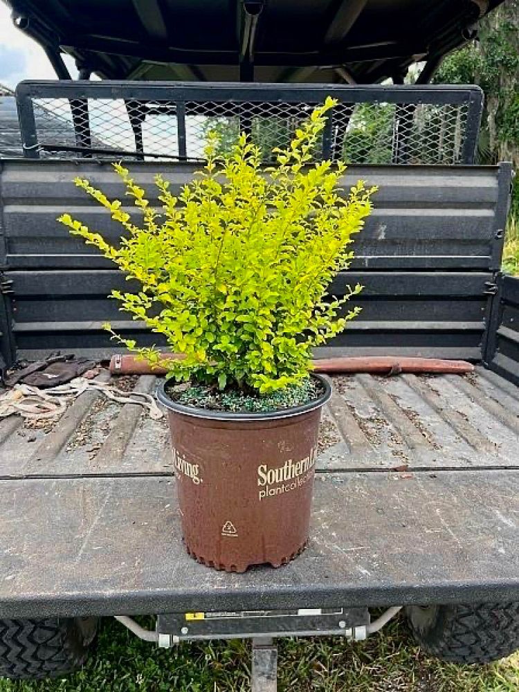 ligustrum-sinense-sunshine-sunshine-ligustrum
