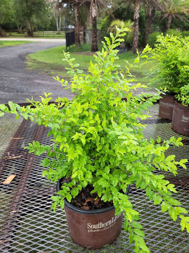 ligustrum-sinense-sunshine-sunshine-ligustrum