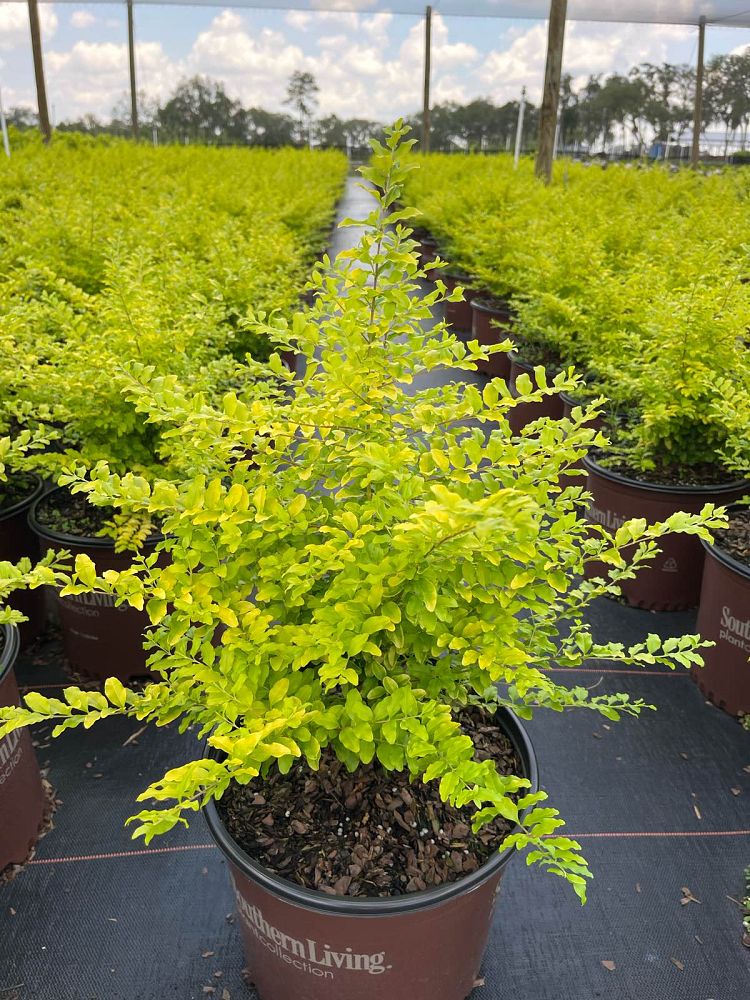 ligustrum-sinense-sunshine-sunshine-ligustrum
