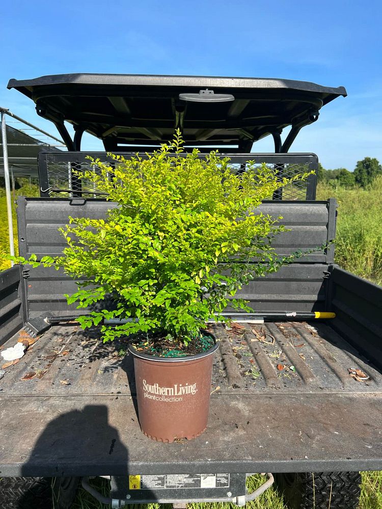 ligustrum-sinense-sunshine-sunshine-ligustrum