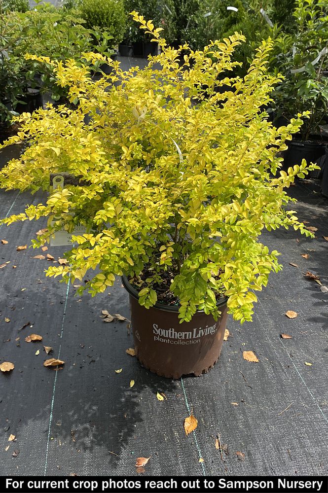 ligustrum-sinense-sunshine-sunshine-ligustrum