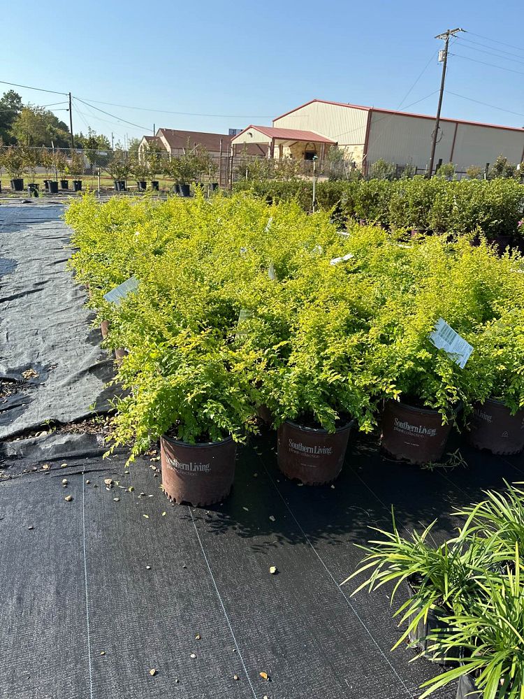 ligustrum-sinense-sunshine-sunshine-ligustrum