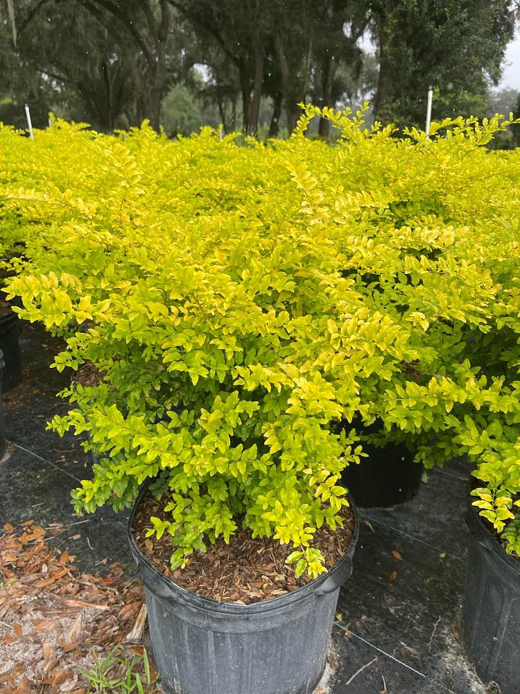ligustrum-sinense-sunshine-sunshine-ligustrum