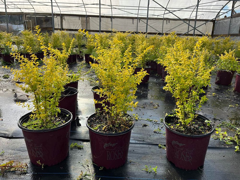 ligustrum-sinense-sunshine-sunshine-ligustrum