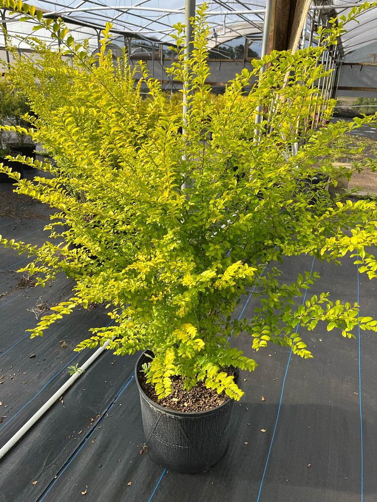 ligustrum-sinense-sunshine-sunshine-ligustrum
