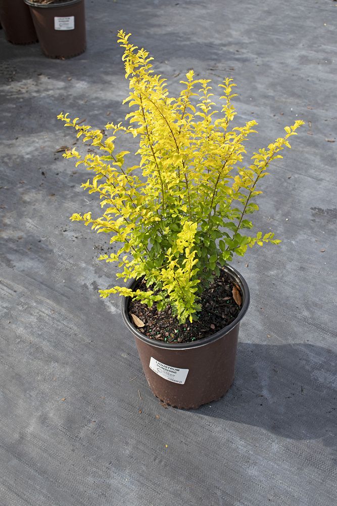 ligustrum-sinense-sunshine-sunshine-ligustrum