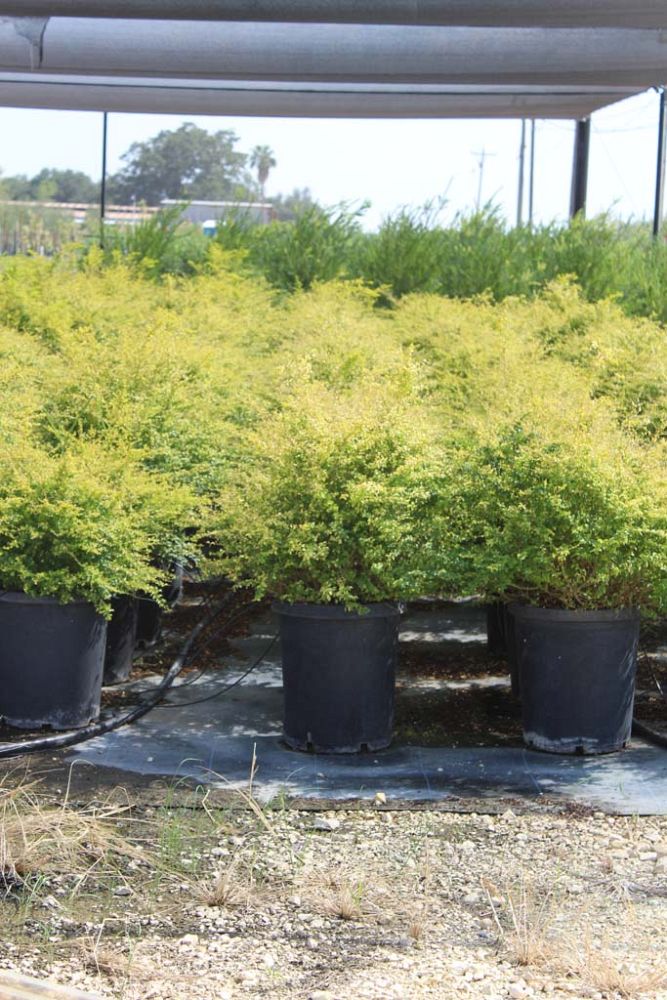 ligustrum-sinense-sunshine-sunshine-ligustrum