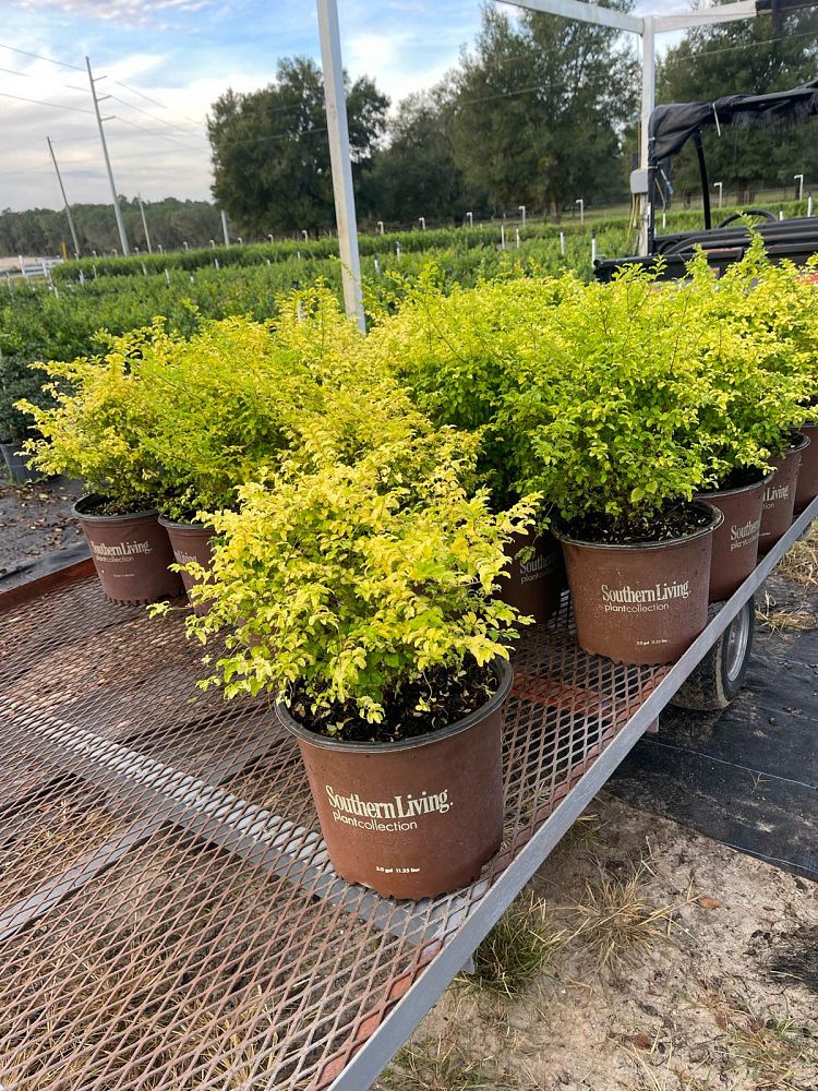 ligustrum-sinense-sunshine-sunshine-ligustrum
