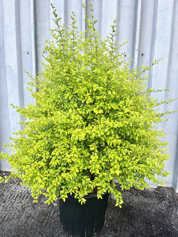 ligustrum-sinense-sunshine-sunshine-ligustrum