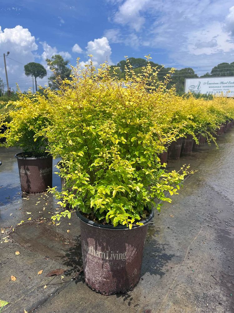 ligustrum-sinense-sunshine-sunshine-ligustrum
