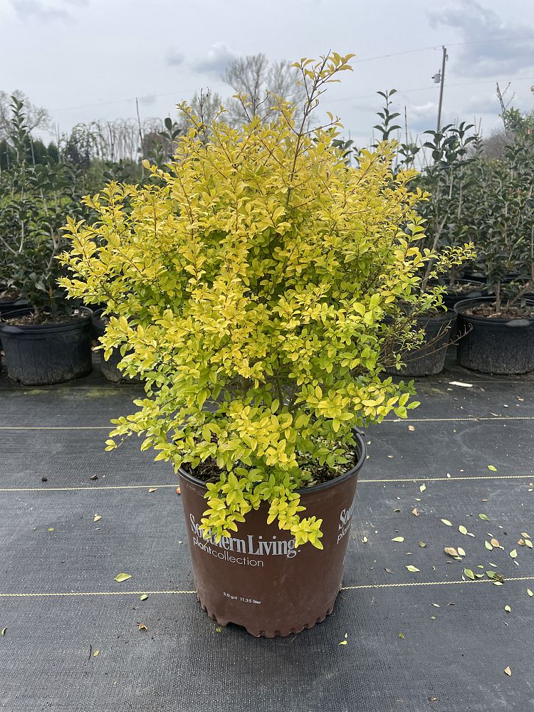 ligustrum-sinense-sunshine-sunshine-ligustrum