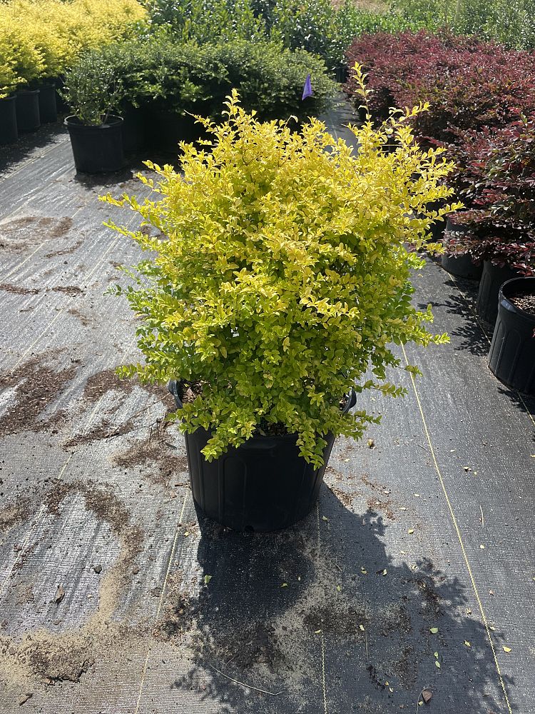 ligustrum-sinense-sunshine-sunshine-ligustrum