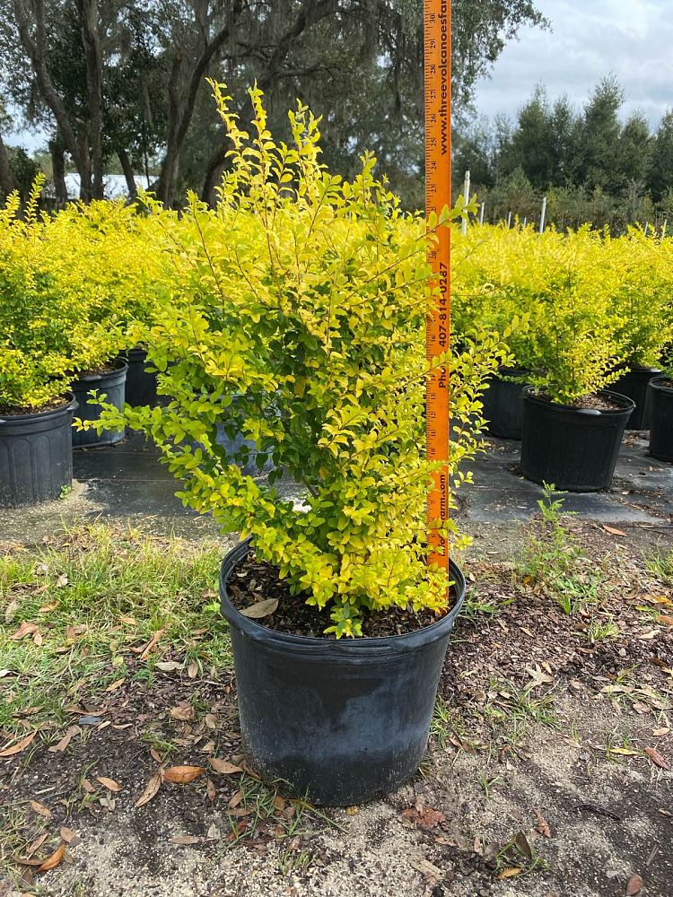 ligustrum-sinense-sunshine-sunshine-ligustrum