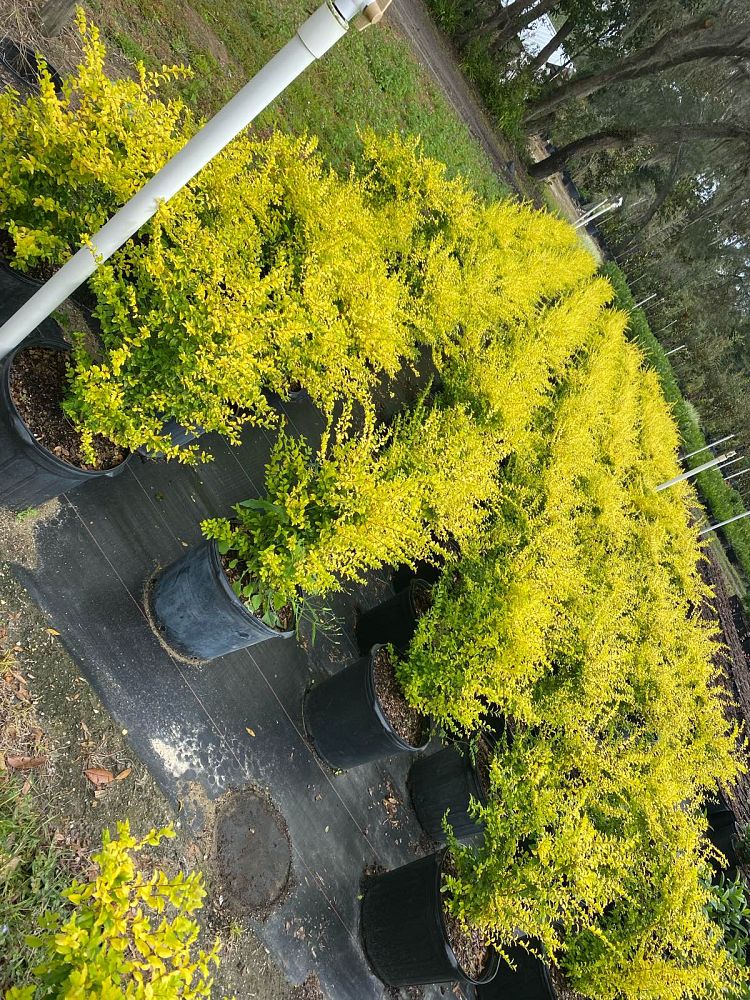 ligustrum-sinense-sunshine-sunshine-ligustrum