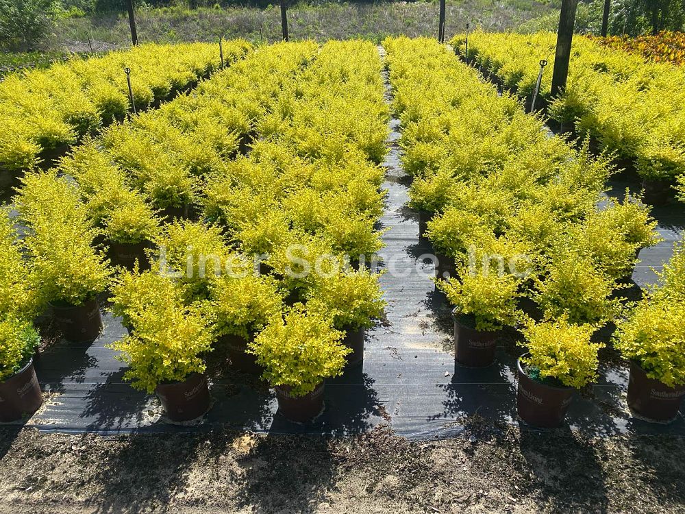 ligustrum-sinense-sunshine-sunshine-ligustrum