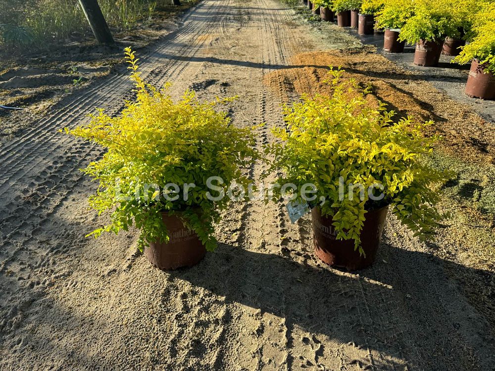 ligustrum-sinense-sunshine-sunshine-ligustrum